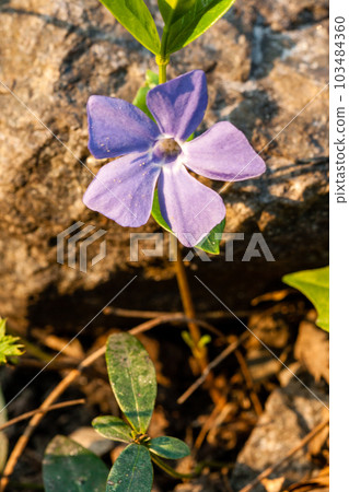Spring violet field flower Spring violet field flower 103484360