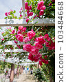 Kyoto Botanical Garden Rose Garden Rose Angela 103484668