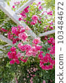 Kyoto Botanical Garden Rose Garden Rose Angela 103484672