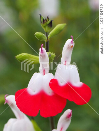 兩朵熱唇花的特寫（帶花和芽的櫻桃鼠尾草枝） 103484739