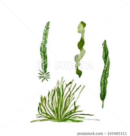Seaweed branch spiral sea plant watercolor sketch Seaweed branch spiral sea plant watercolor sketch 103485311