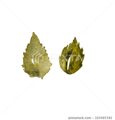 Rose leaf green set a watercolor illustration 103485392