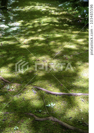 京都南禪院的苔蘚花園 103485596