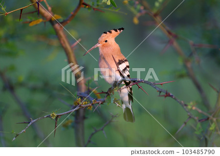 Incredible hoopoe 103485790
