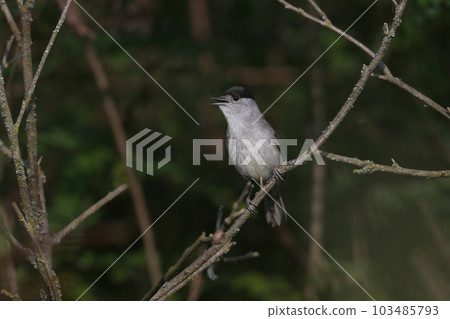 Eurasian blackcap (Sylvia atricapilla) 103485793