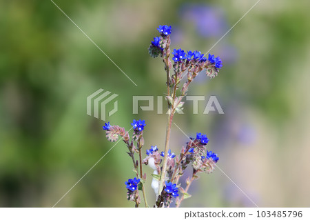 Anchusa Anchusa 103485796
