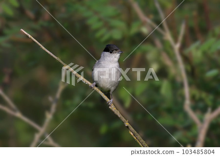 Eurasian blackcap (Sylvia atricapilla) 103485804
