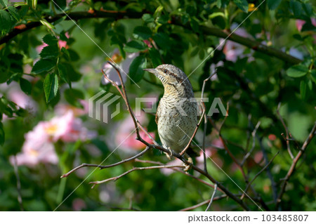 Mysterious Eurasian wryneck or northern wryneck (Jynx torquilla) 103485807