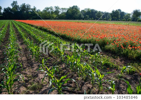 Fields of corn and poppies, beautiful summer rural landscape 103485846