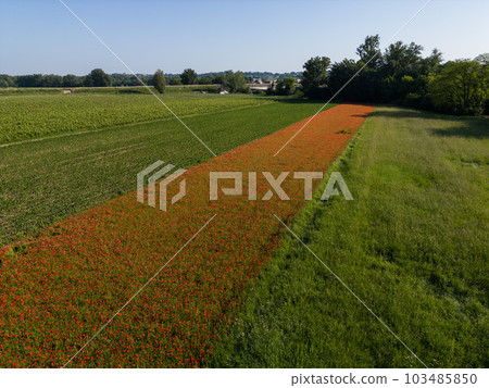Fields of corn and poppies, beautiful summer rural landscape Fields of corn and poppies, beautiful summer rural landscape 103485850