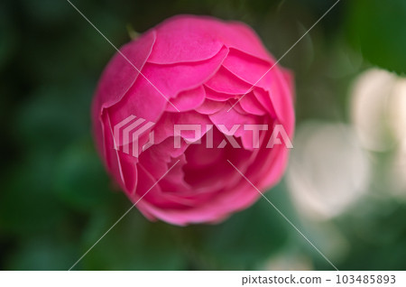 玫瑰 玫瑰 103485893