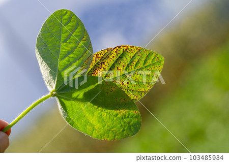 Soybean leaf septoria close-up. A hand holds a soybean leaf to the light Soybean leaf septoria close-up. A hand holds a soybean leaf to the light 103485984