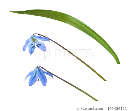 Set of blue scilla flowers and leaf isolated 103486111