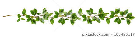Twigs with green leaves in a floral waved garland isolated Twigs with green leaves in a floral waved garland isolated 103486117