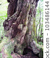 Cedar of Yakushima 009 103486144