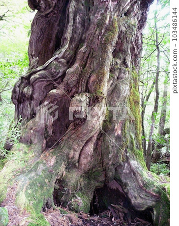 Cedar of Yakushima 009 103486144