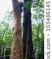 Cedar of Yakushima 010 103486145