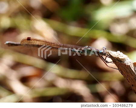 棲息在斷枝上的豆娘（越冬型）的特寫 103486279