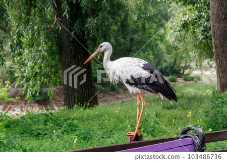beautiful stork stands on a fence 103486736