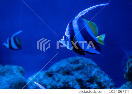 Heniochus intermedius fish 103486774