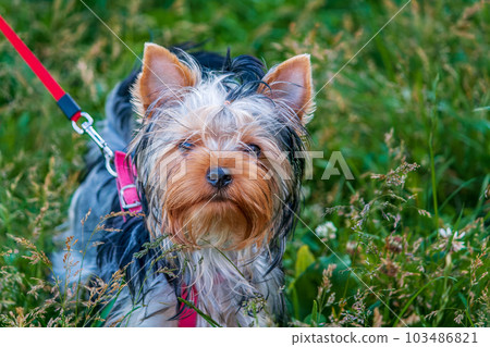 Yorkshire Terrier on a walk on a lead . British breed of toy dog of terrier type 103486821