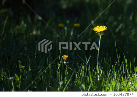 Yellow dandelion flower over natural dark blurred green background Yellow dandelion flower over natural dark blurred green background 103487074