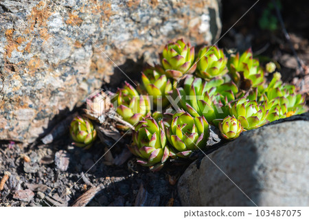 Sempervivum tectorum or the common houseleek, close up 103487075