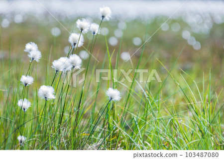 Eriophorum vaginatum close up photo with selective soft focus 103487080
