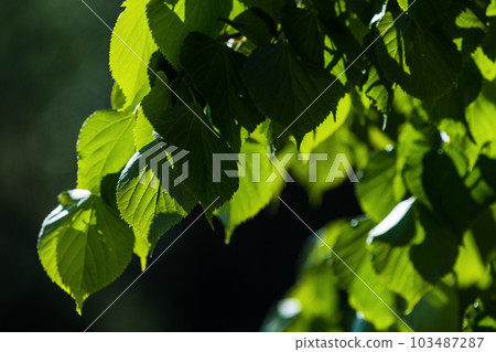 Green tree leaves in a sunlight over natural blurred background 103487287