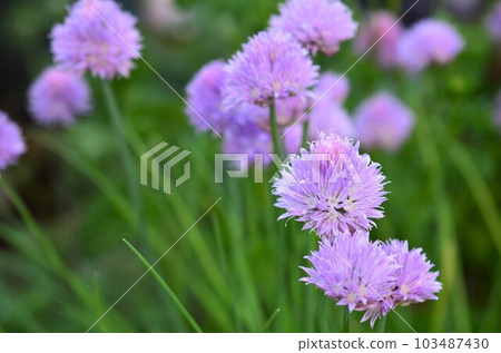 Chives Chives in Salads and Egg Dishes 103487430