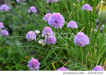 Chives Chives in Salads and Egg Dishes 103487435