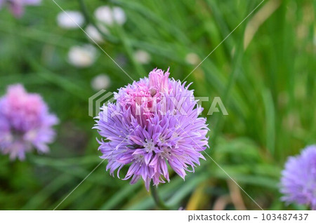 Chives Chives in Salads and Egg Dishes Chives Chives in Salads and Egg Dishes 103487437