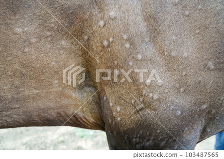 image of horse allergic reaction 103487565