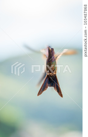 Stunning Hummingbird in Flight with Vibrant Colored Feathers 103487868