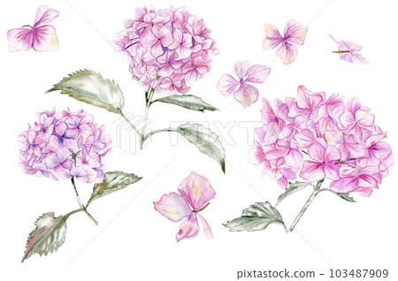 Pink hydrangea flower. For cPink hydrangea flower. For cards, backgrounds. Watercolor illustration for scrapards, backgrounds. Watercolor illustration for scrapbooking. Perfect for wedding invitation. 103487909