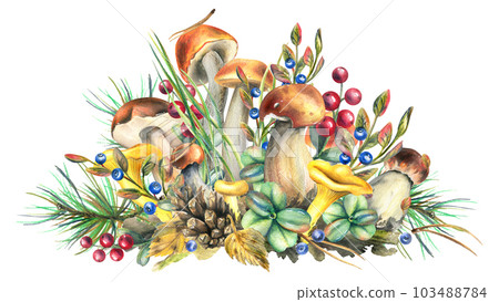 Forest mushrooms, boletus, chanterelles and blueberries, lingonberries, twigs, cones, leaves. Watercolor illustration, hand drawn. Isolated composition on a white background. 103488784