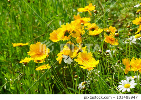 Common coreopsis and daisy 103488947