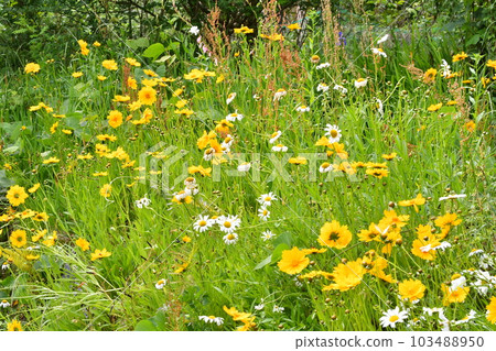 Common coreopsis and daisy 103488950