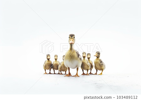 Duck with little ducklings on white background,AI generated. 103489112