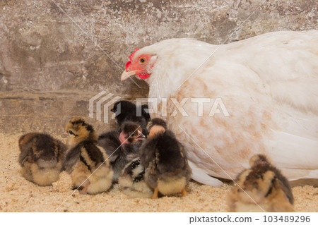 White large homemade country chicken hen with a group of dark chickens in a barn, close up White large homemade country chicken hen with a group of dark chickens in a barn, close up 103489296