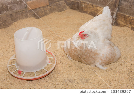 A white domestic country laying hen next to the feeder in the barn. Poultry and housekeeping. Livestock A white domestic country laying hen next to the feeder in the barn. Poultry and housekeeping. Livestock 103489297
