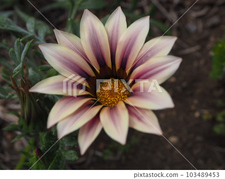 Gazania Gazania 103489453