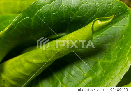 Cuckoopint or Arum maculatum arrow shaped leaf, woodland poisonous plant in family Araceae. arrow shaped leaves. Other names are nakeshead, adder's root, arum, wild arum, arum lily, lords-and-ladies Cuckoopint or Arum maculatum arrow shaped leaf, woodland poisonous plant in family Araceae. arrow shaped leaves. Other names are nakeshead, adder's root, arum, wild arum, arum lily, lords-and-ladies 103489493