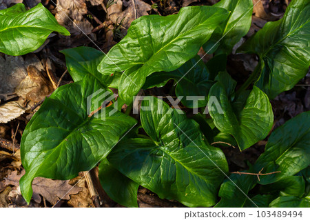 Cuckoopint or Arum maculatum arrow shaped leaf, woodland poisonous plant in family Araceae. arrow shaped leaves. Other names are nakeshead, adder's root, arum, wild arum, arum lily, lords-and-ladies Cuckoopint or Arum maculatum arrow shaped leaf, woodland poisonous plant in family Araceae. arrow shaped leaves. Other names are nakeshead, adder's root, arum, wild arum, arum lily, lords-and-ladies 103489494