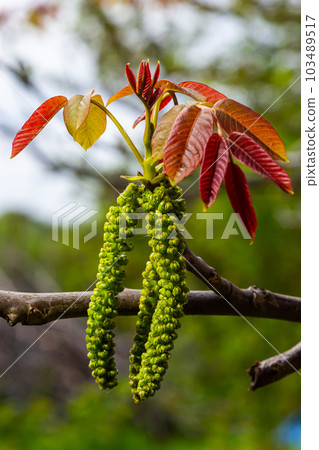 Walnut twig in spring, Walnut tree leaves and catkins close up. Walnut tree blooms, young leaves of the tree in the spring season, nature outdoors 103489517