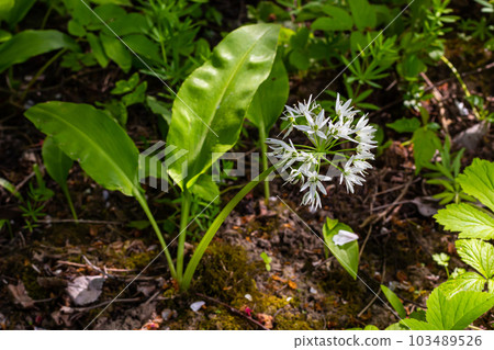Beautiful blooming white flowers of ramson - wild garlic Allium ursinum plant in homemade garden. Close-up. Organic farming, healthy food, BIO viands, back to nature concept 103489526