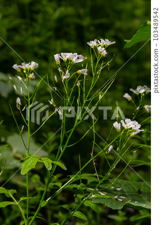 Cardamine amara, known as large bitter-cress. Spring forest. floral background of a blooming plant Cardamine amara, known as large bitter-cress. Spring forest. floral background of a blooming plant 103489542