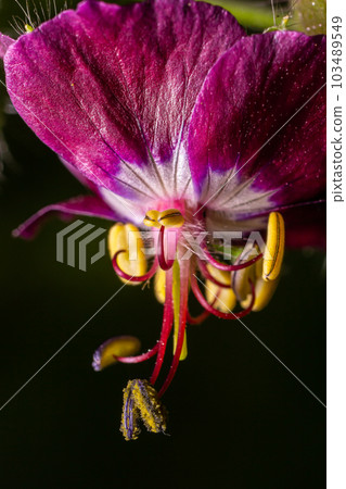 Dark purple dusky flowers in the garden, selective focus with green bokeh background - Geranium faeum Dark purple dusky flowers in the garden, selective focus with green bokeh background - Geranium faeum 103489549