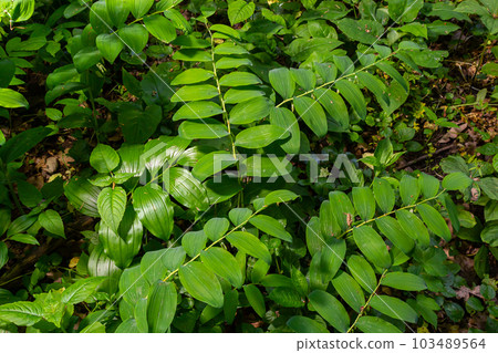 Polygonatum multiflorum, the Solomon's seal, David's harp, ladder-to-heaven or Eurasian Solomon's seal, is a species of flowering plant in the family Asparagaceae Polygonatum multiflorum, the Solomon's seal, David's harp, ladder-to-heaven or Eurasian Solomon's seal, is a species of flowering plant in the family Asparagaceae 103489564
