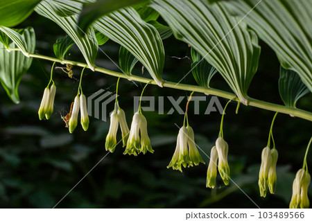 Polygonatum multiflorum, the Solomon's seal, David's harp, ladder-to-heaven or Eurasian Solomon's seal, is a species of flowering plant in the family Asparagaceae Polygonatum multiflorum, the Solomon's seal, David's harp, ladder-to-heaven or Eurasian Solomon's seal, is a species of flowering plant in the family Asparagaceae 103489566